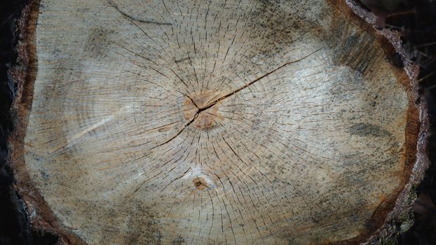 Detailed image showing tree rings on a cut trunk, illustrating growth over the years.
