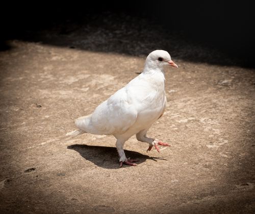 Free A white pigeon gracefully walks on a sunlit pavement, casting a subtle shadow. Stock Photo