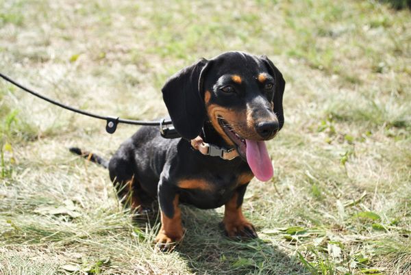 Dachshund Puppy on Grass jigsaw puzzle