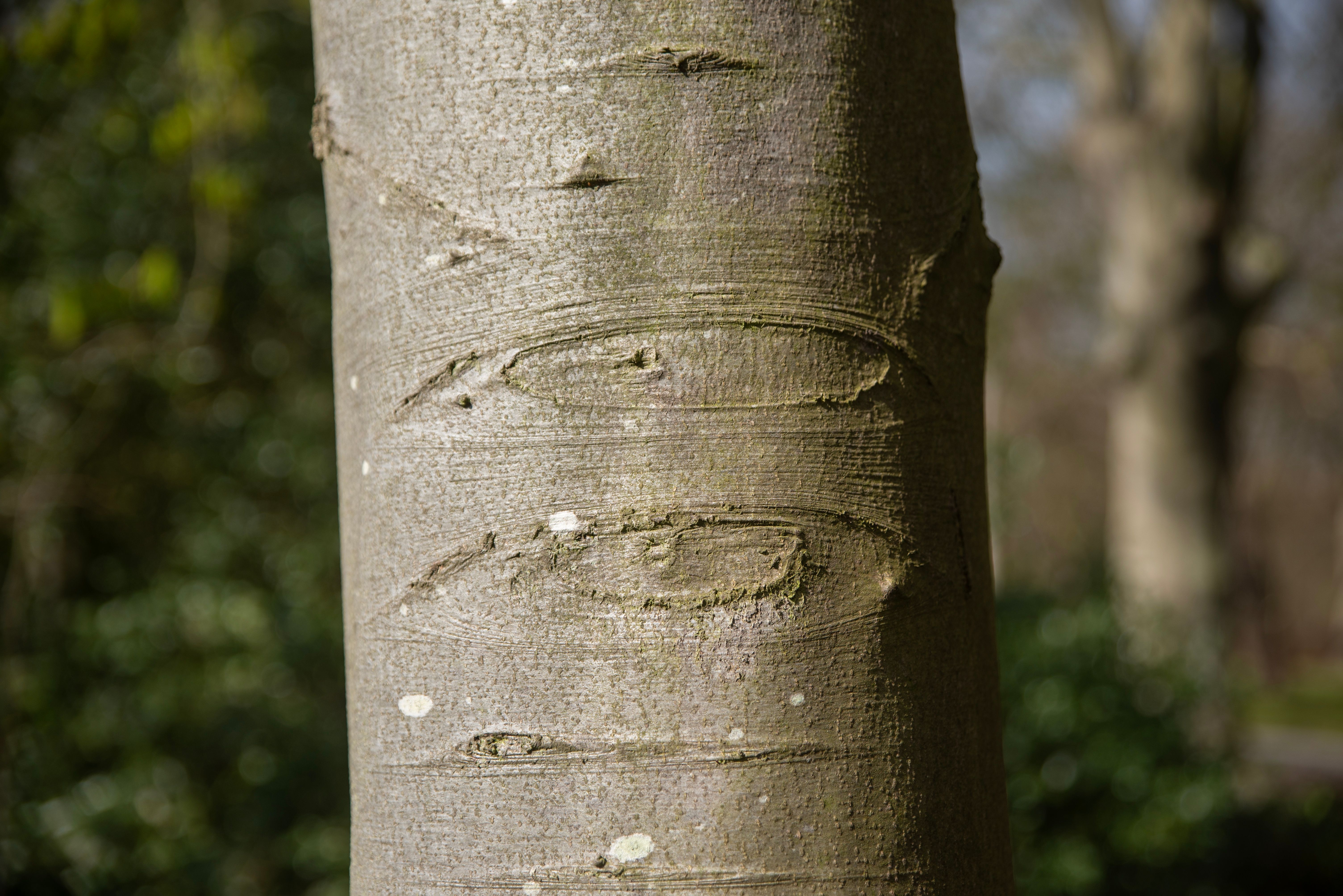 Close-up of Tree Trunk with Natural Texture · Free Stock Photo