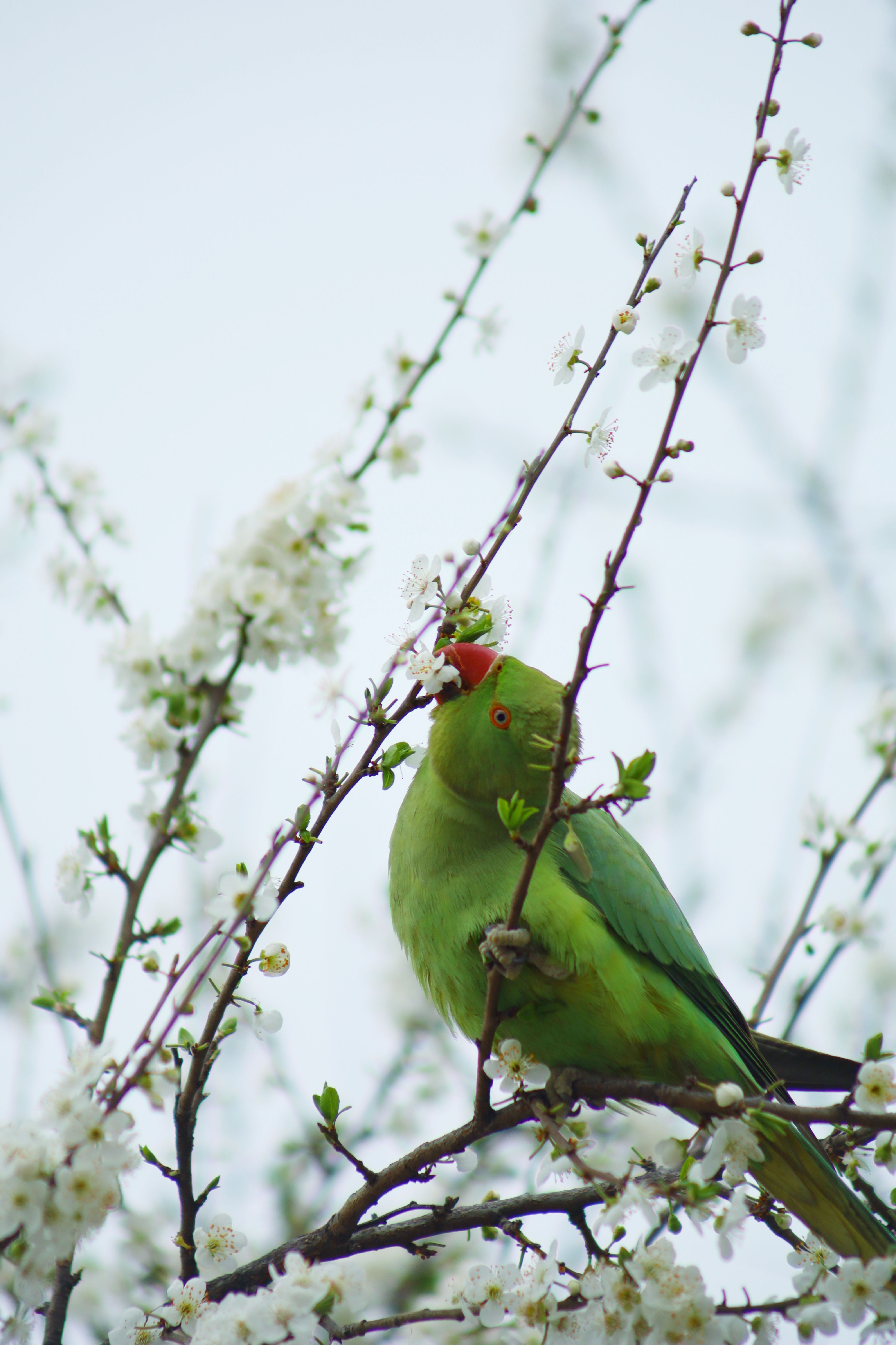 Green Parrot Amidst Blossoming Spring Branches · Free Stock Photo