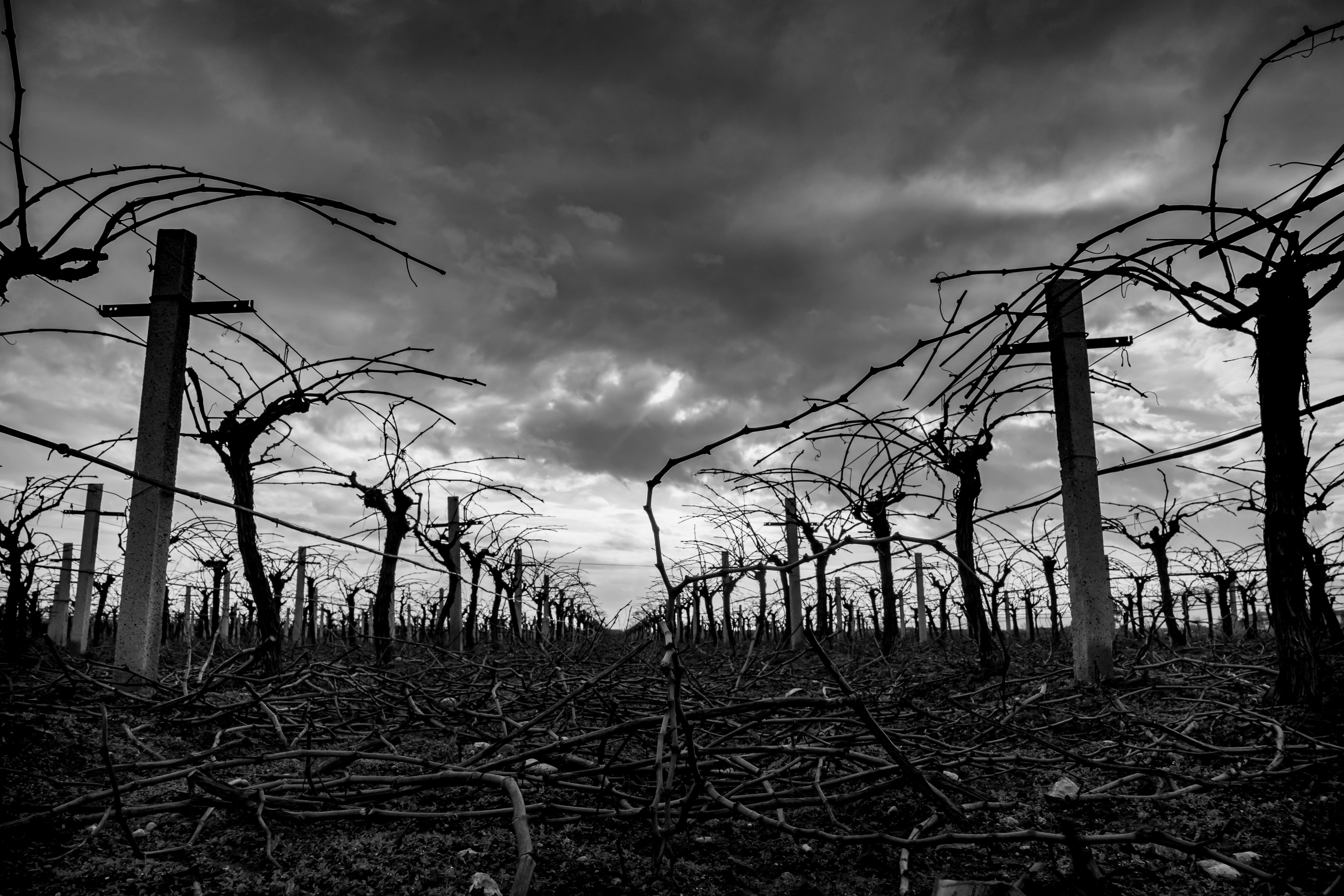 Dramatic black and white view of a vineyard in Salihli, Manisa, Türkiye under a cloudy sky.