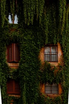 Dense ivy covers a rustic building facade in Rome, Italy, with wooden shutters and windows.