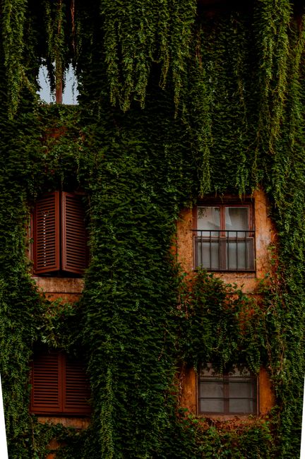 Dense ivy covers a rustic building facade in Rome, Italy, with wooden shutters and windows.
