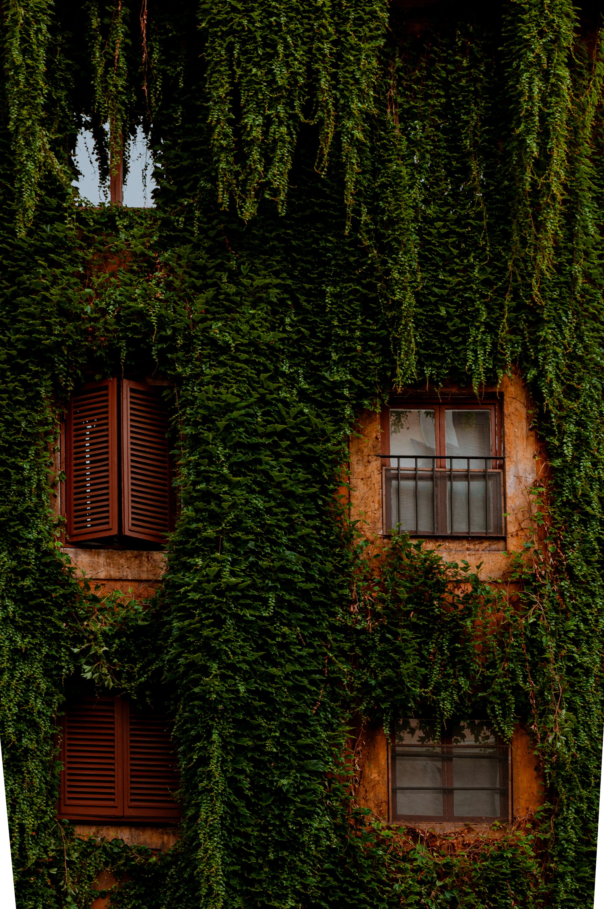 Edificio Cubierto De Hiedra En Roma Con Contraventanas De Madera ...