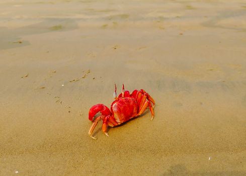 A vivid red crab on the golden sands of a Balasore beach in Odisha, India.