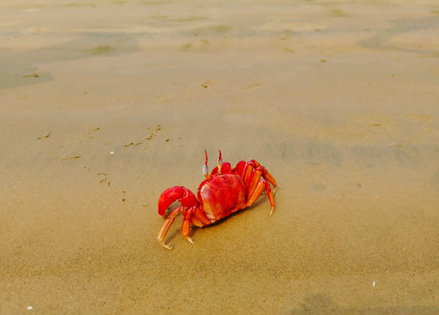 Red Crab Beach Walk