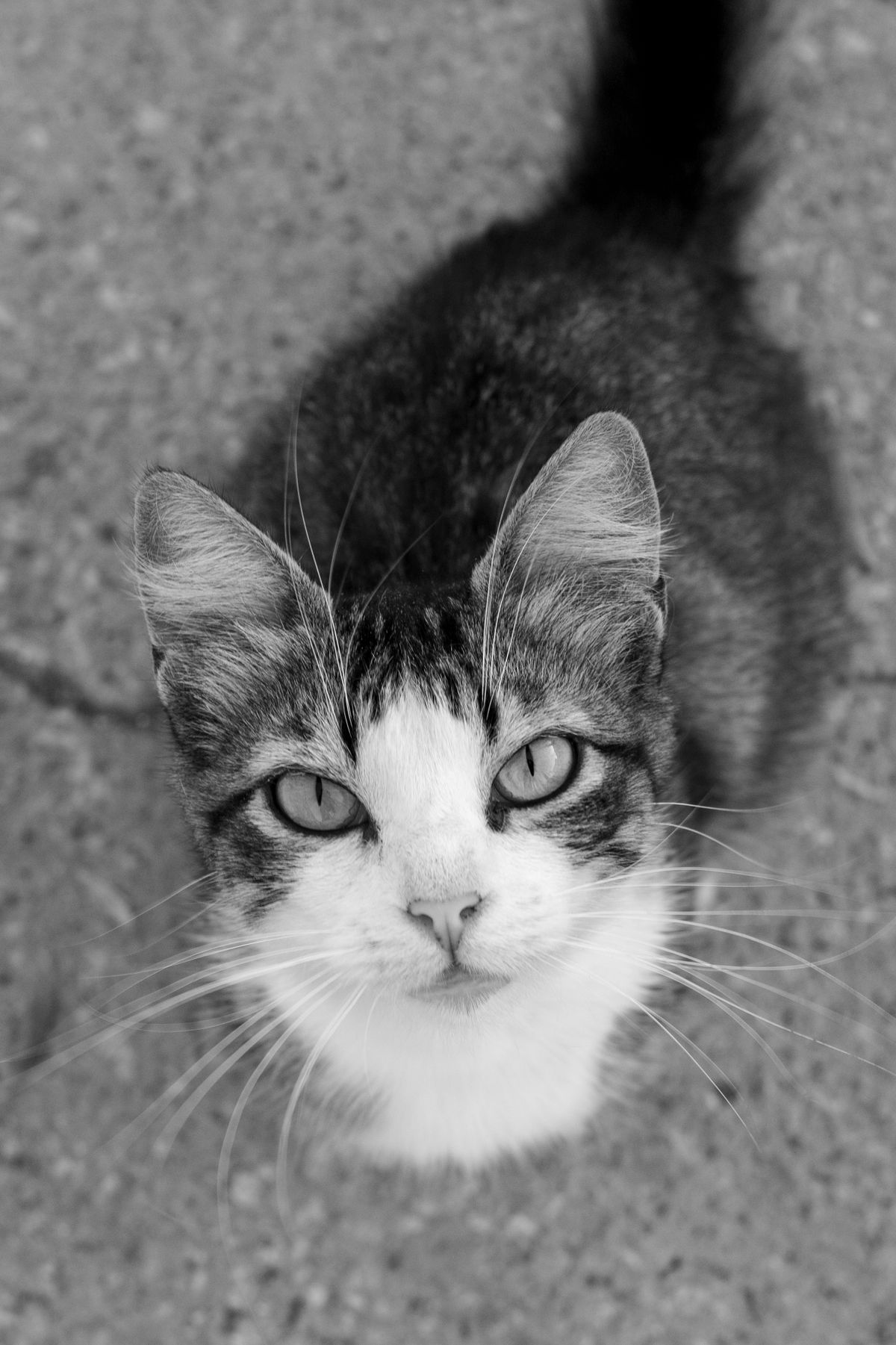 Black and white close-up portrait of a curious cat looking up