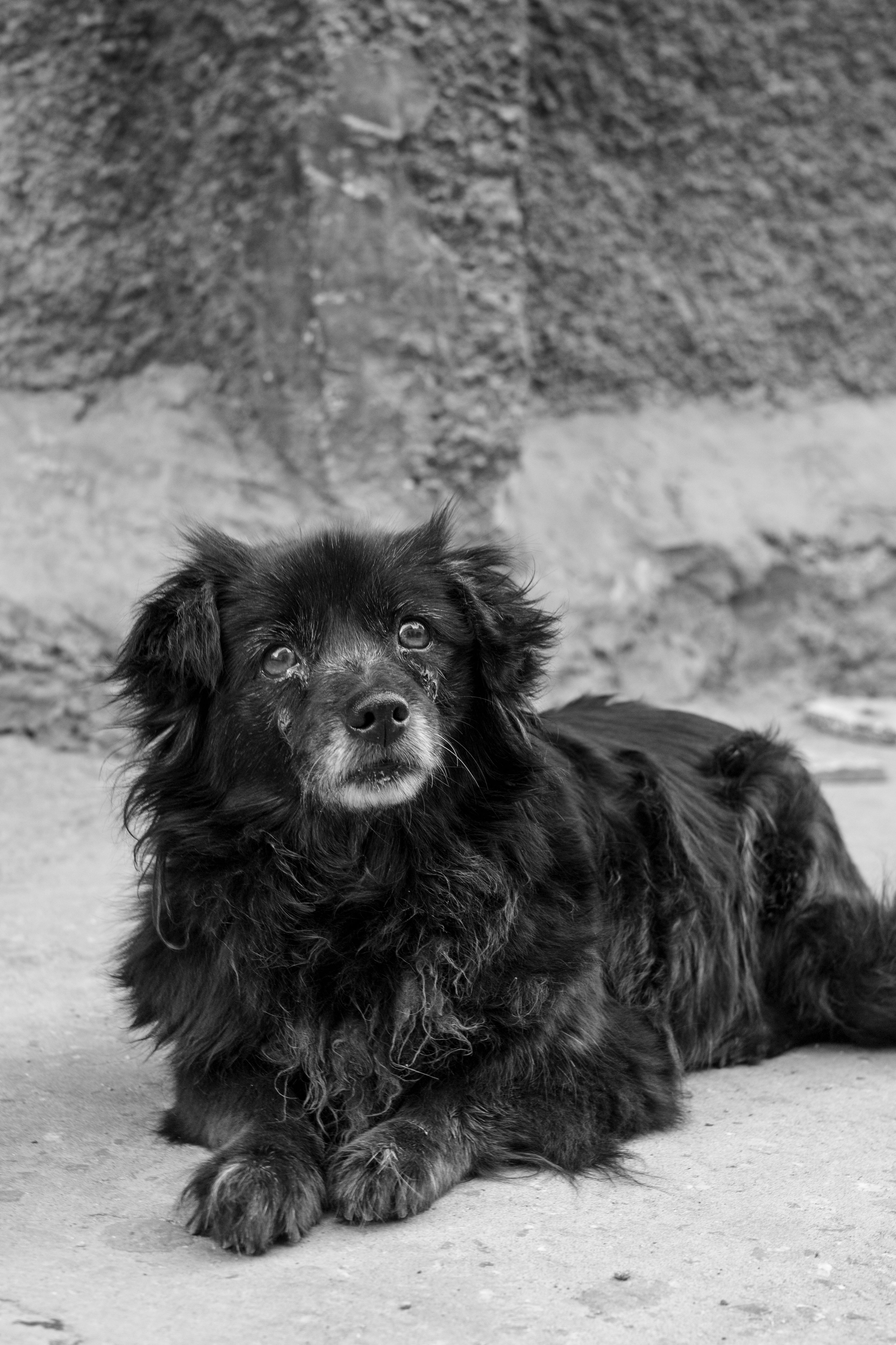 Black and White Portrait of a Relaxed Dog · Free Stock Photo