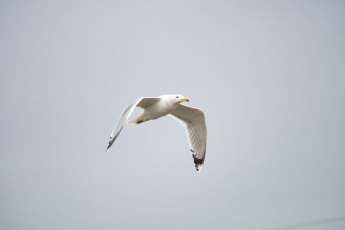 Free A seagull soars gracefully against a clear sky above Poprad, Slovakia. Stock Photo