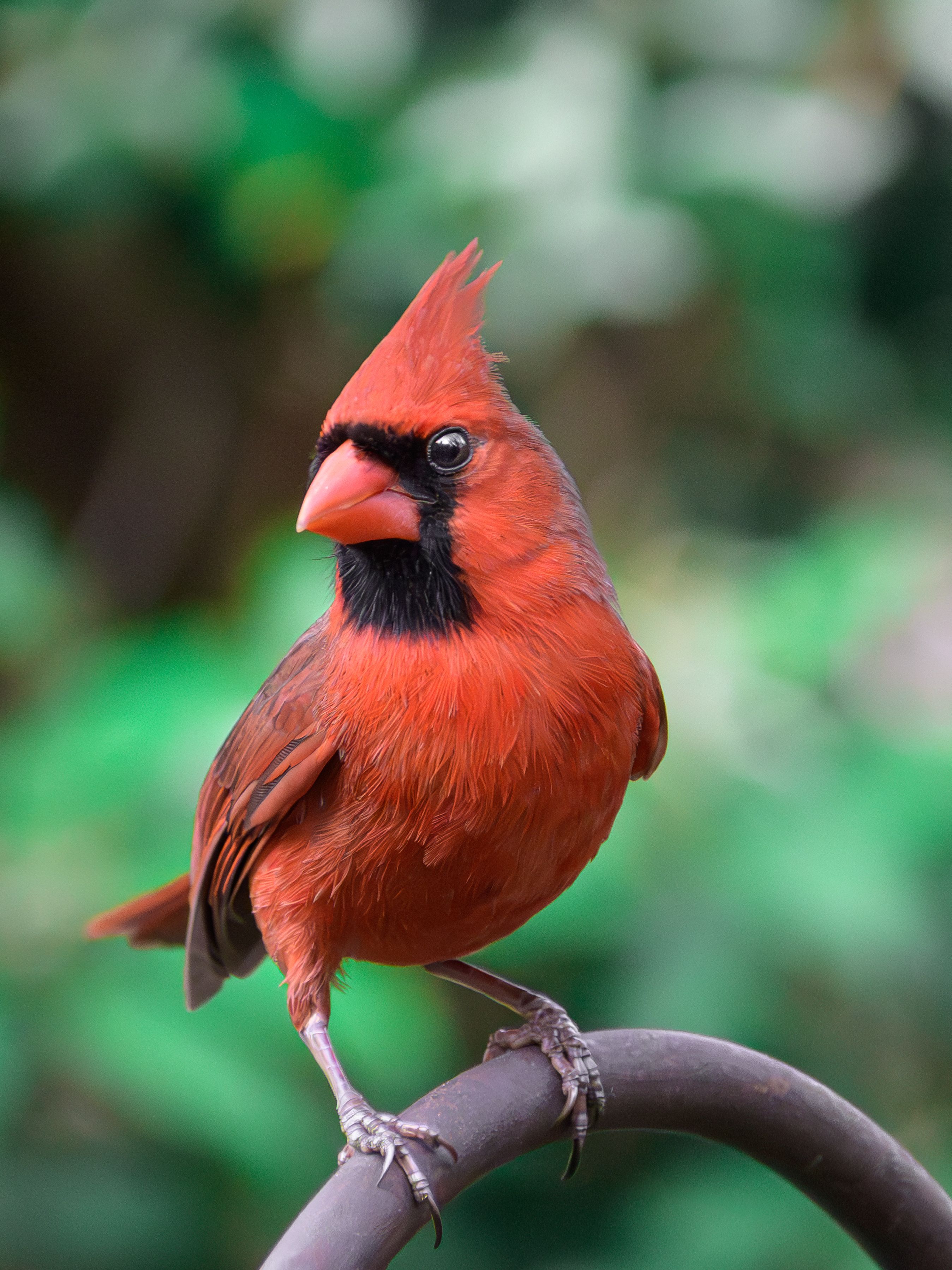 50 Common Birds Of North America