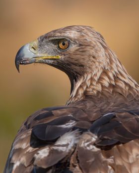 Close-up of a majestic golden eagle with sharp eyes and detailed plumage.