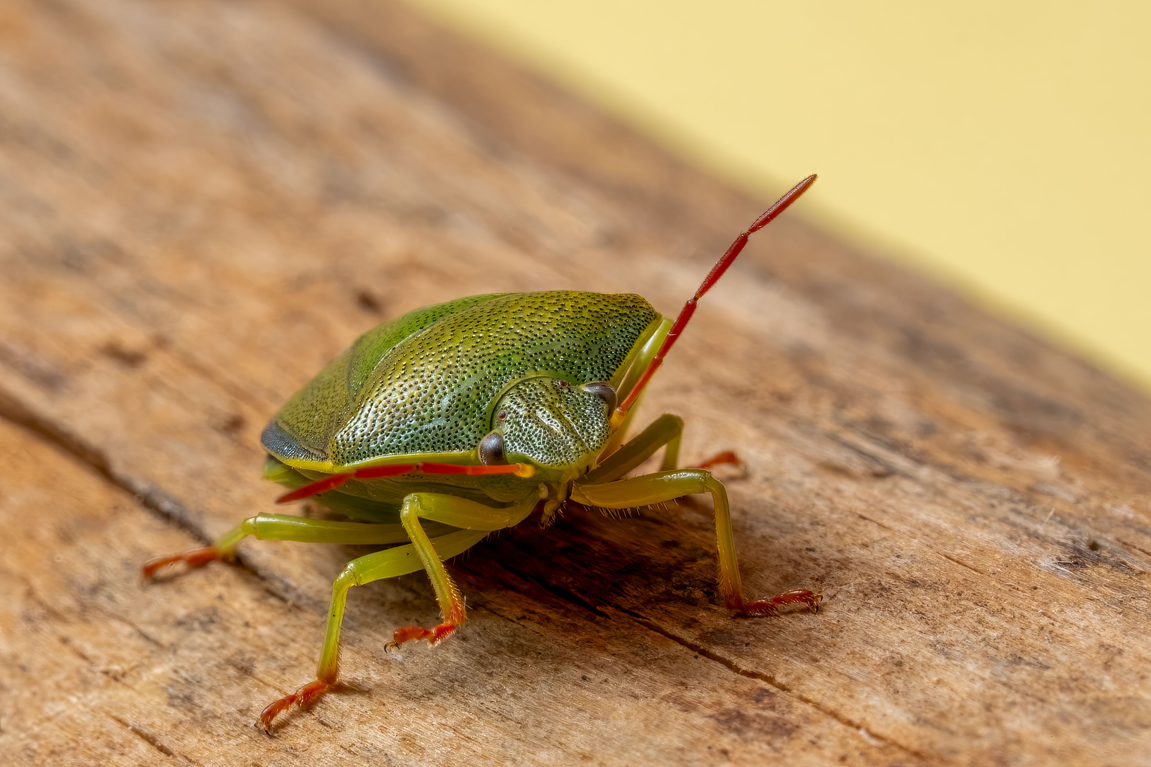Detailed macro shot of a vibrant green stink bug (Nezara viridula) on wooden texture.