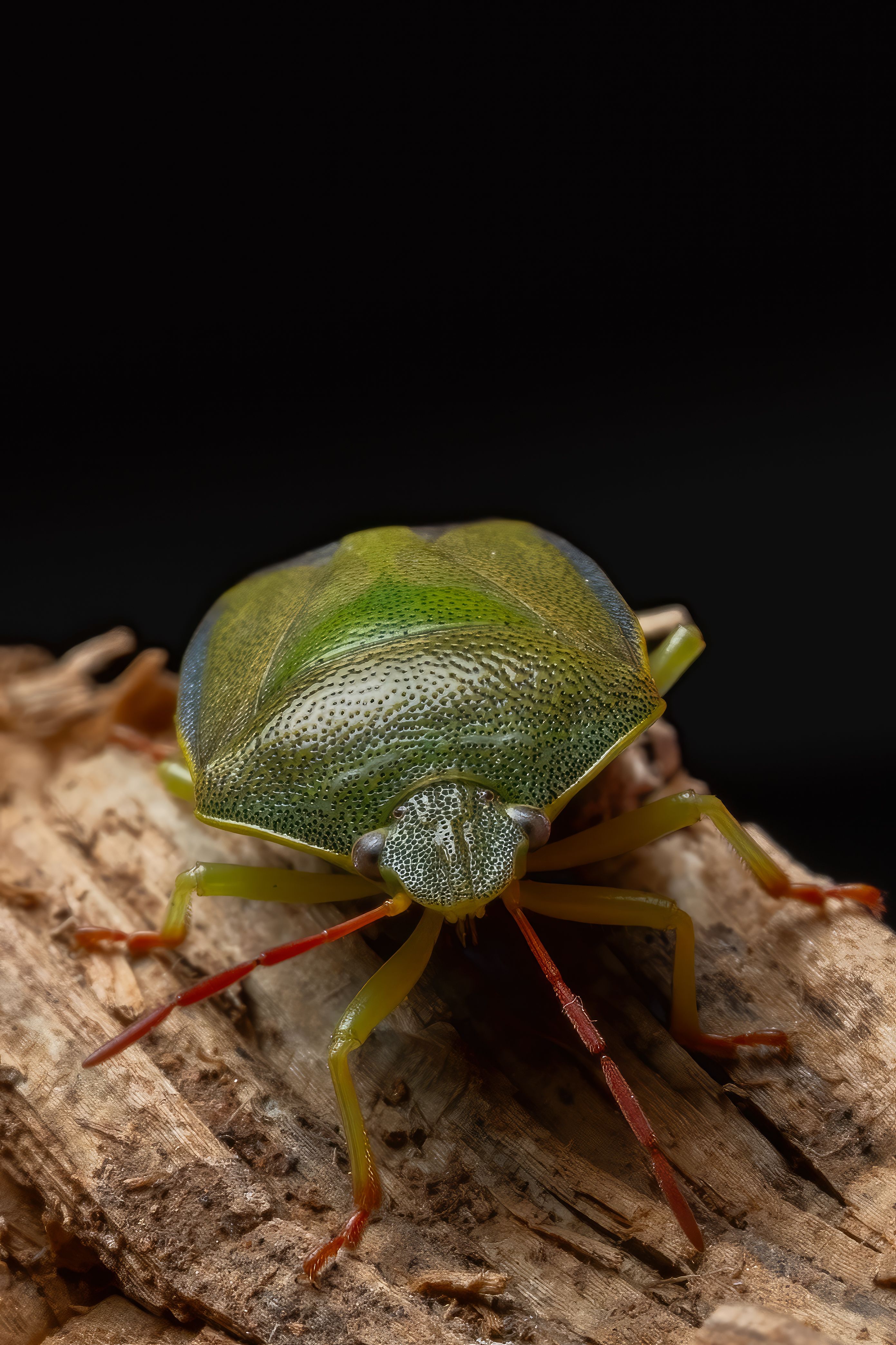 Macro Shot of Green Stink Bug on Wood · Free Stock Photo