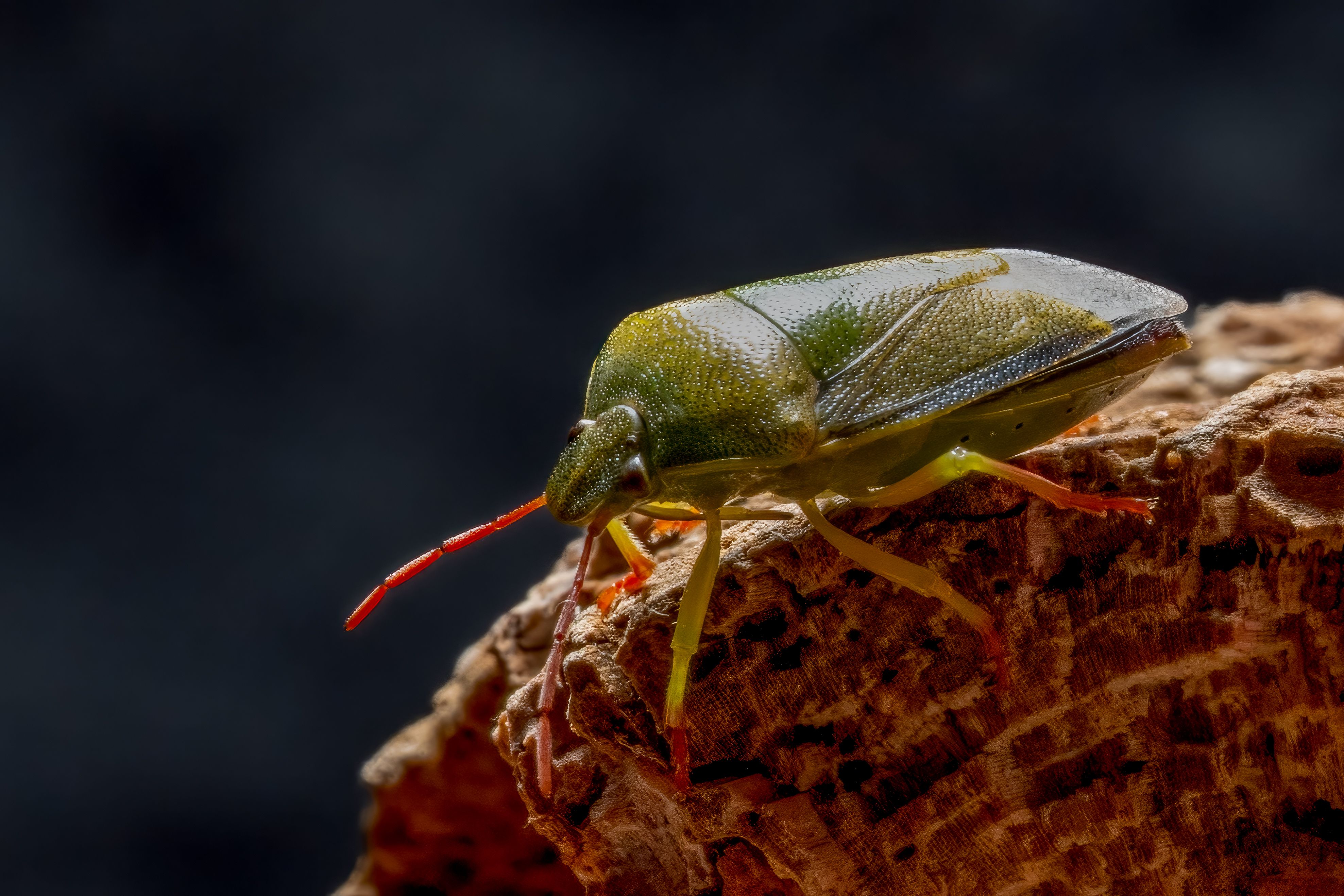 Detailed Macro Photograph of a Green Stink Bug · Free Stock Photo