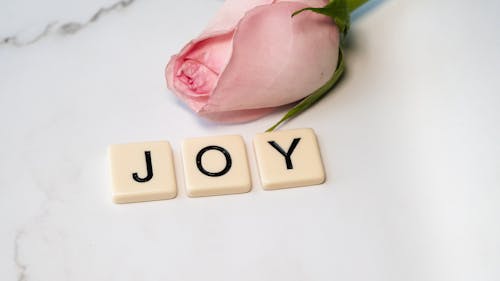 Free stock photo of garden roses, joy, joyful Stock Photo