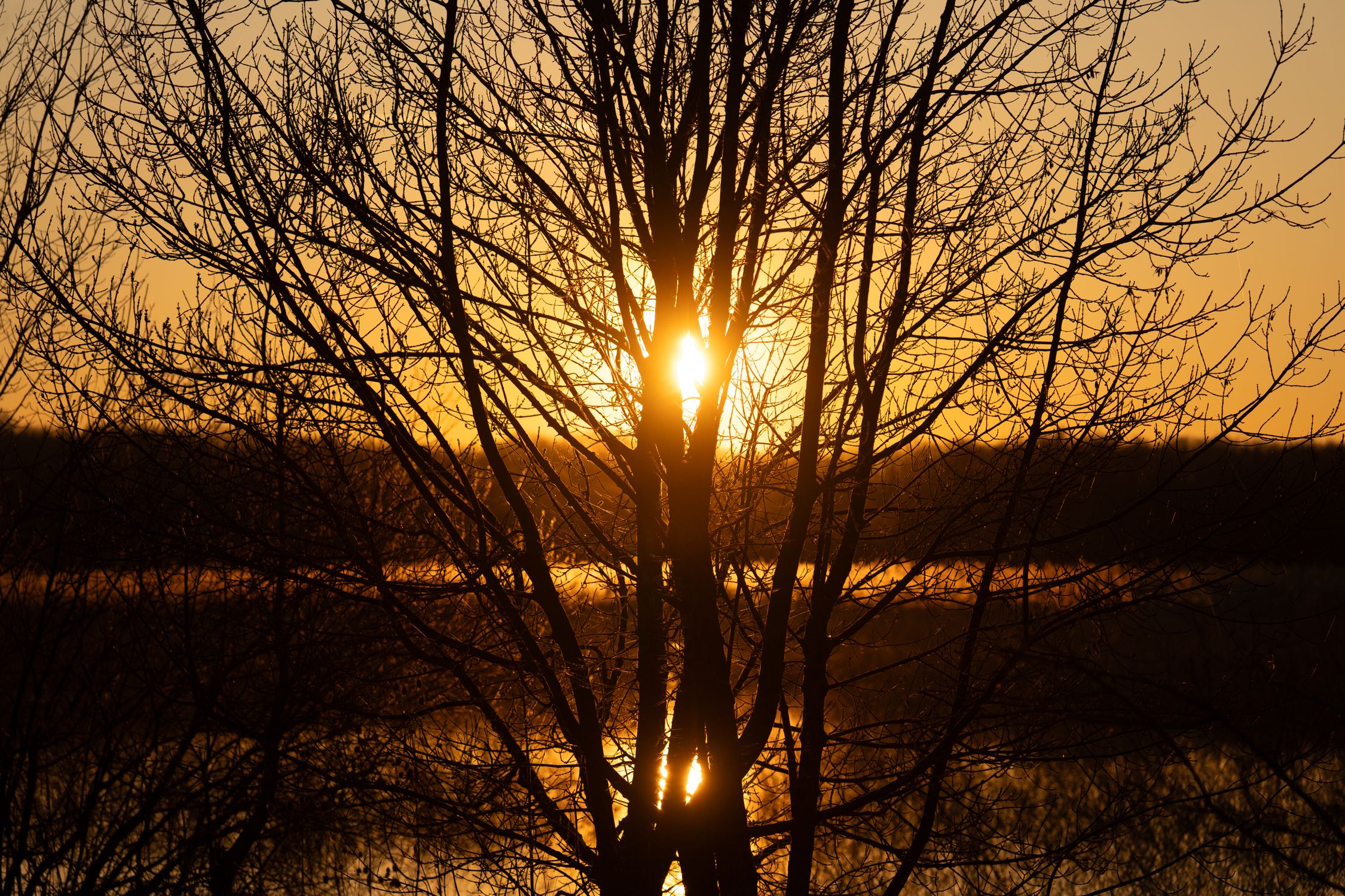 Sunset Silhouette of Bare Tree by Lake · Free Stock Photo