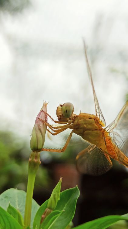 Close-up of a Dragonfly on a Bud · Free Stock Photo