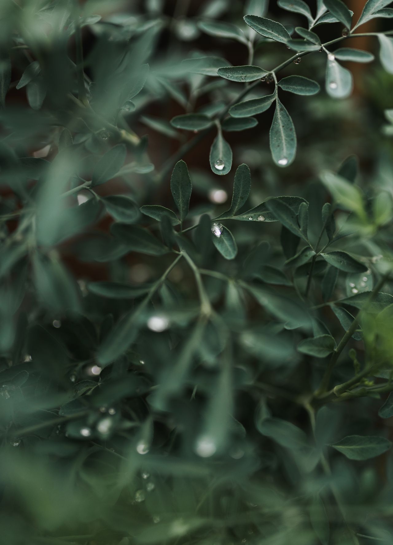 Macro shot of lush green leaves with morning dew drops creating a tranquil atmosphere