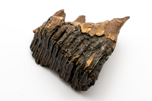 Free Close-up of a weathered mammoth tooth fossil featuring detailed textures and patterns. Stock Photo