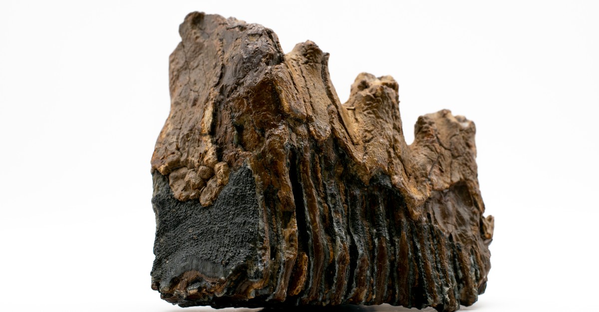 fossils