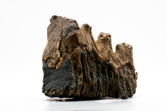 Ancient Tree Fossil Found Under Antarctic Ice
