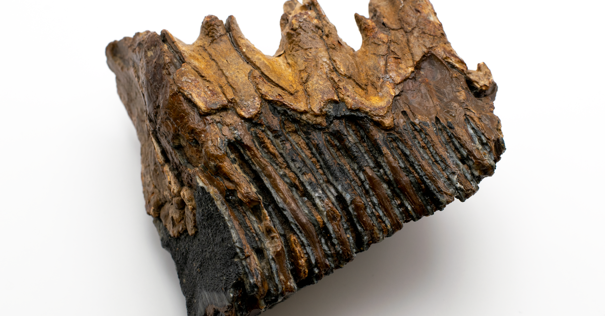 Amber Fossils Link Ancient Australian Landmass to Southeast Asian Forests