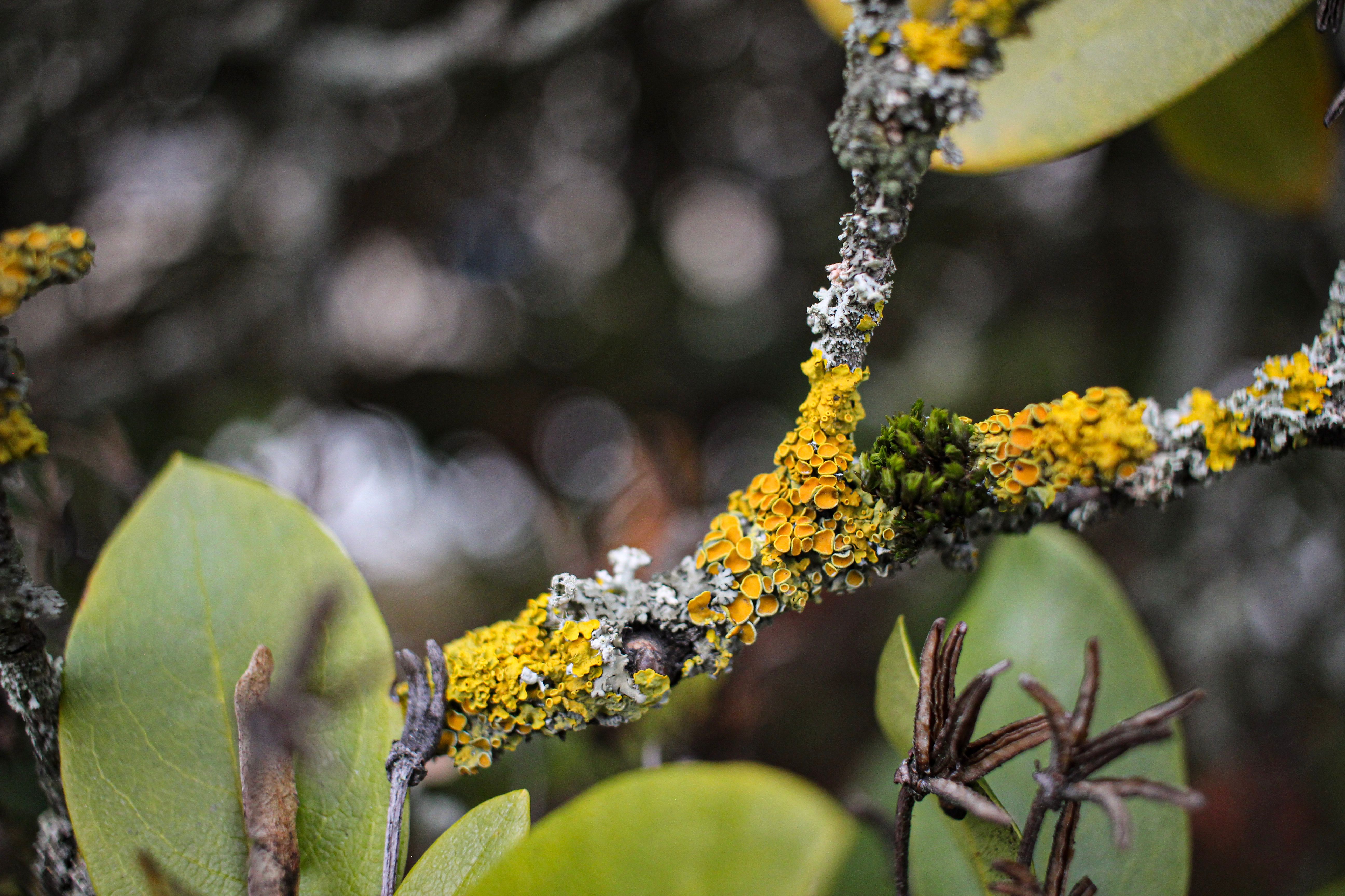 Detailed macro shot of vibrant lichen thriving on a branch in Leipzig.
