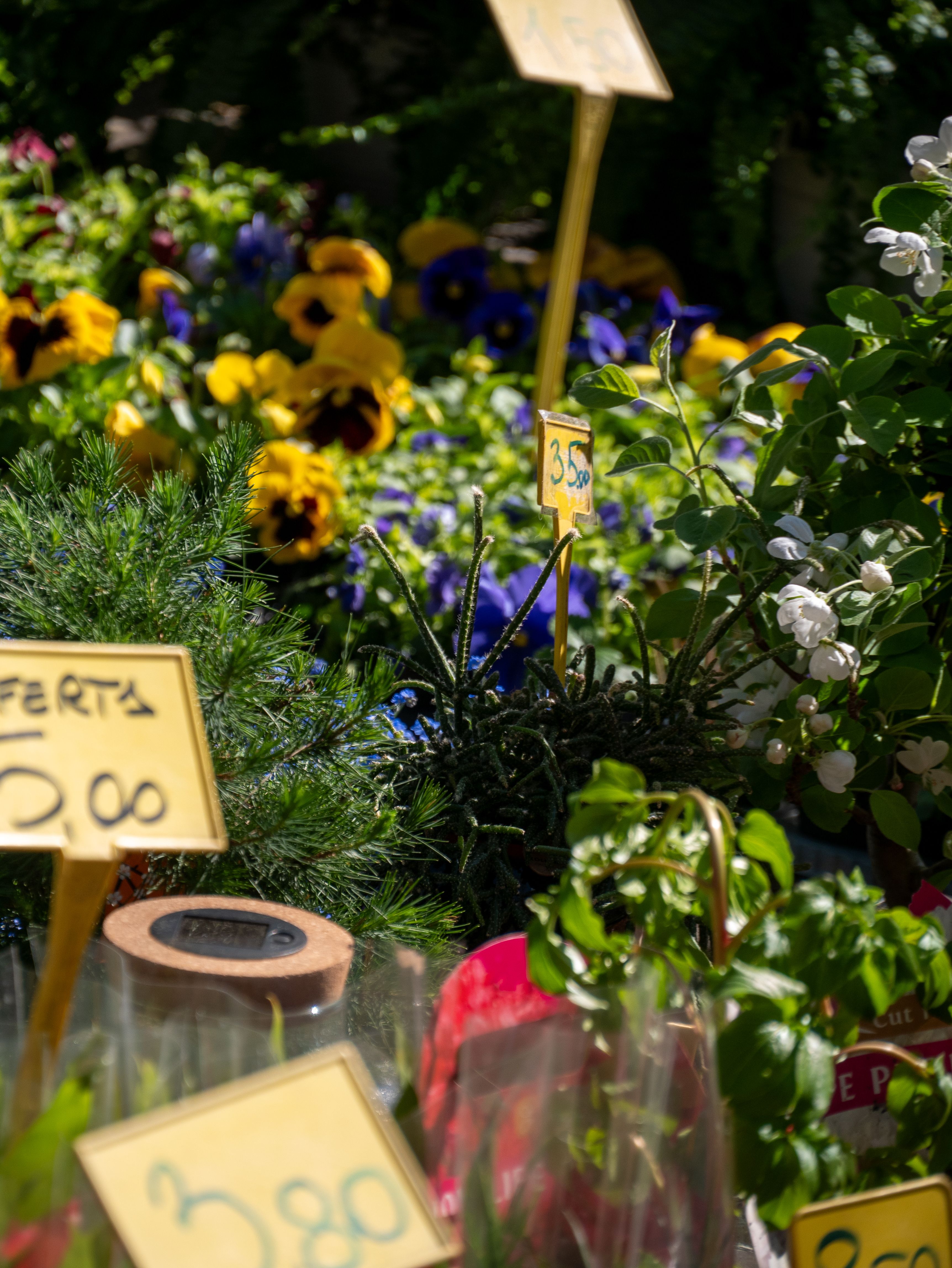 Colorful display of flowers at an outdoor market stall featuring pricing tags in summer.