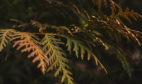 Free stock photo of beauty of nature, close up focus