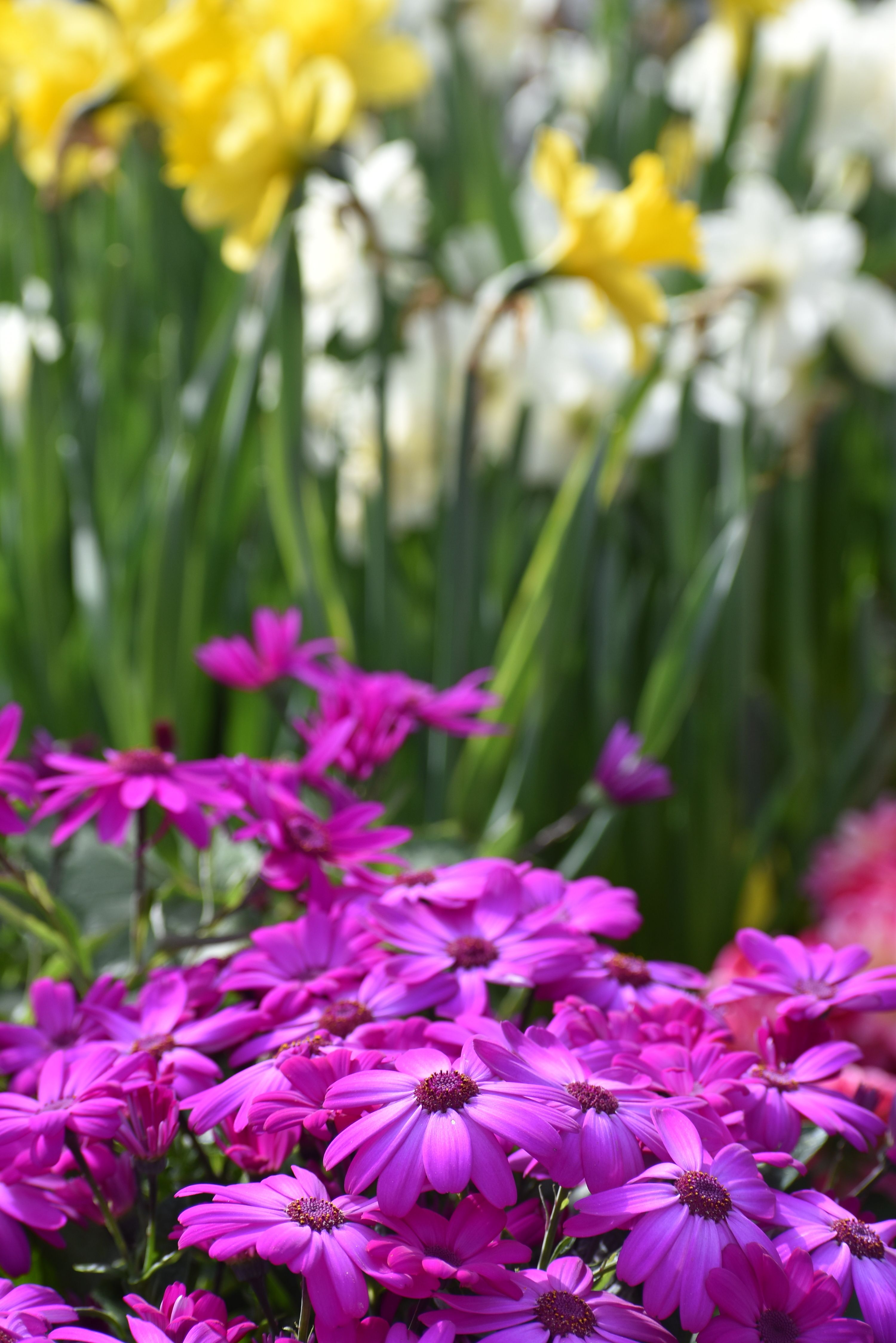 [ColoSach]-bright-purple-daisies-and-yellow-daffodils-in-a-colorful-spring-garden-setting.