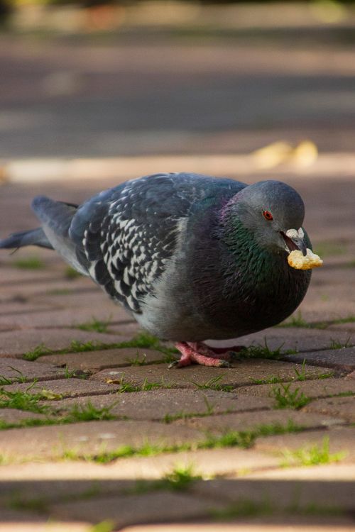 Free Close-up of a pigeon nibbling bread on a sunlit urban walkway. Stock Photo