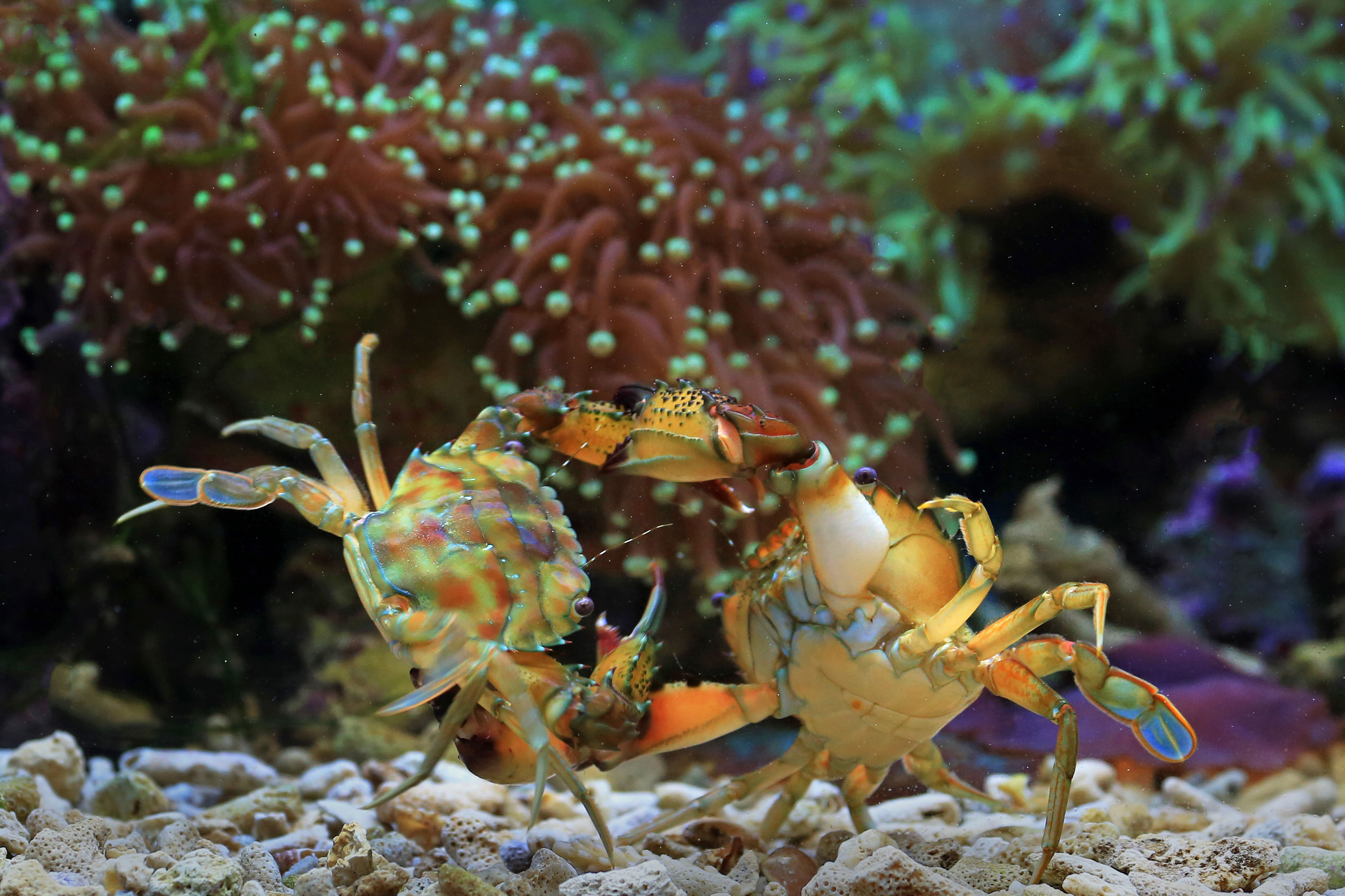 Two colorful crabs engage in an underwater scene surrounded by vibrant corals.