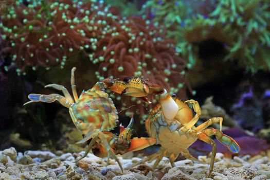 Two colorful crabs engage in an underwater scene surrounded by vibrant corals.