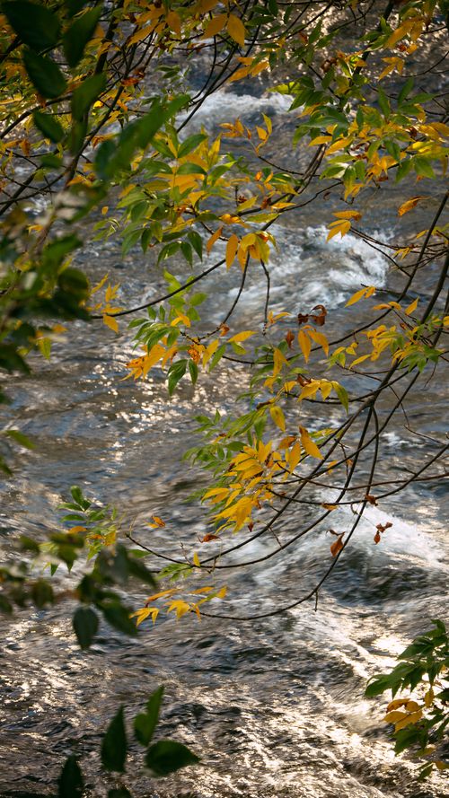 Free A beautiful autumn river view with vibrant yellow leaves adorning tree branches. Stock Photo