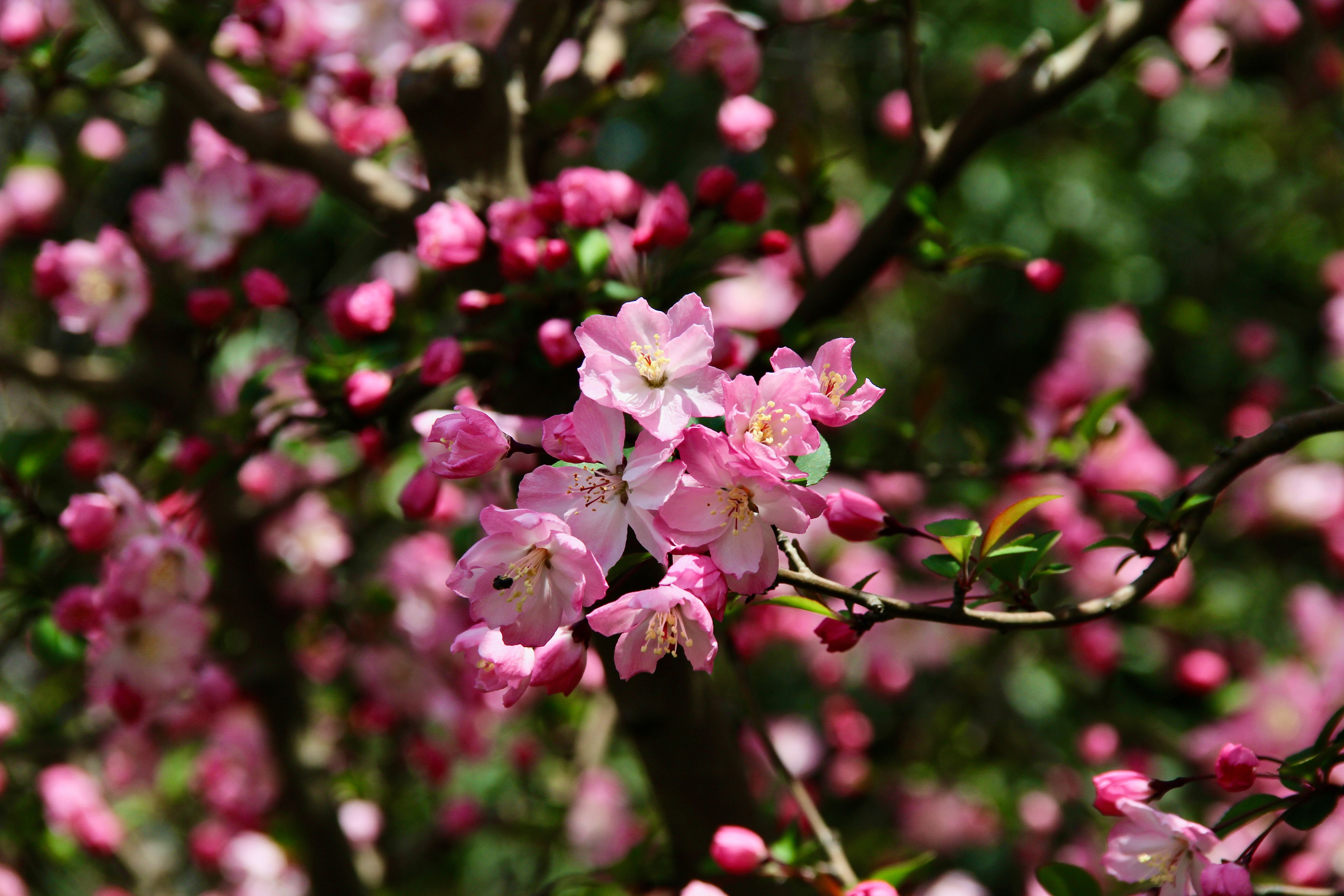 China Spring Flowers Guide 2026: Cherry Blossom, Rapeseed Fields & Best Bloom Seasons