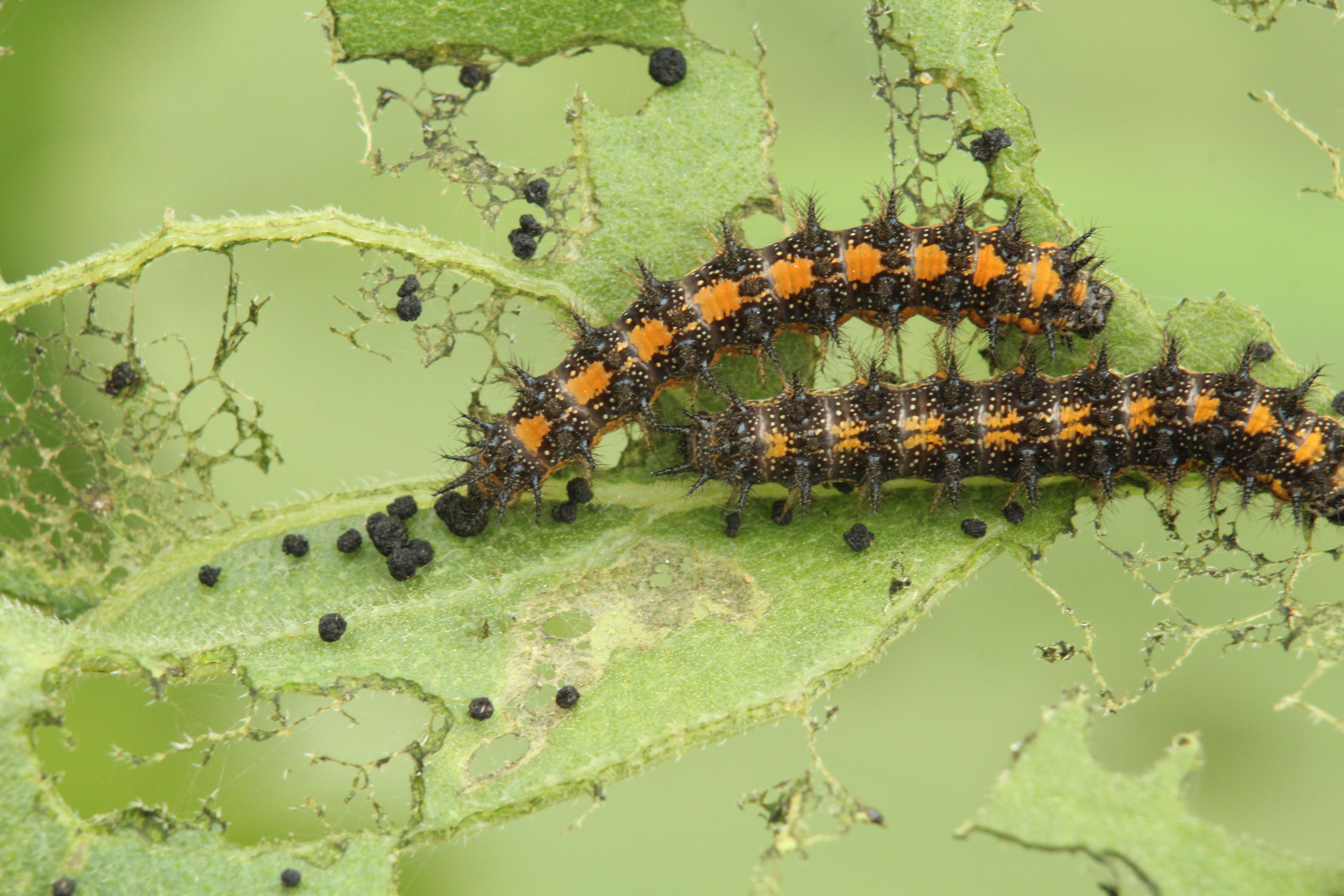 Chenilles et larves potager identifier et traiter naturellement 