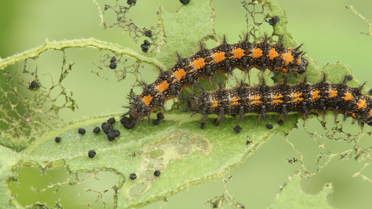 Chenilles et larves potager identifier et traiter naturellement