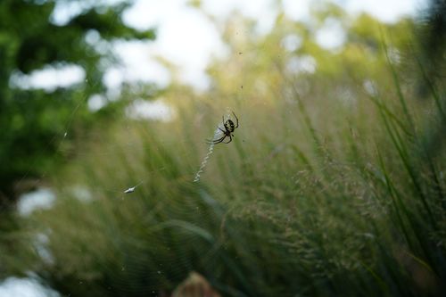 Free Macro shot of a spider on a web in a lush field, illustrating natural beauty and tranquility. Stock Photo