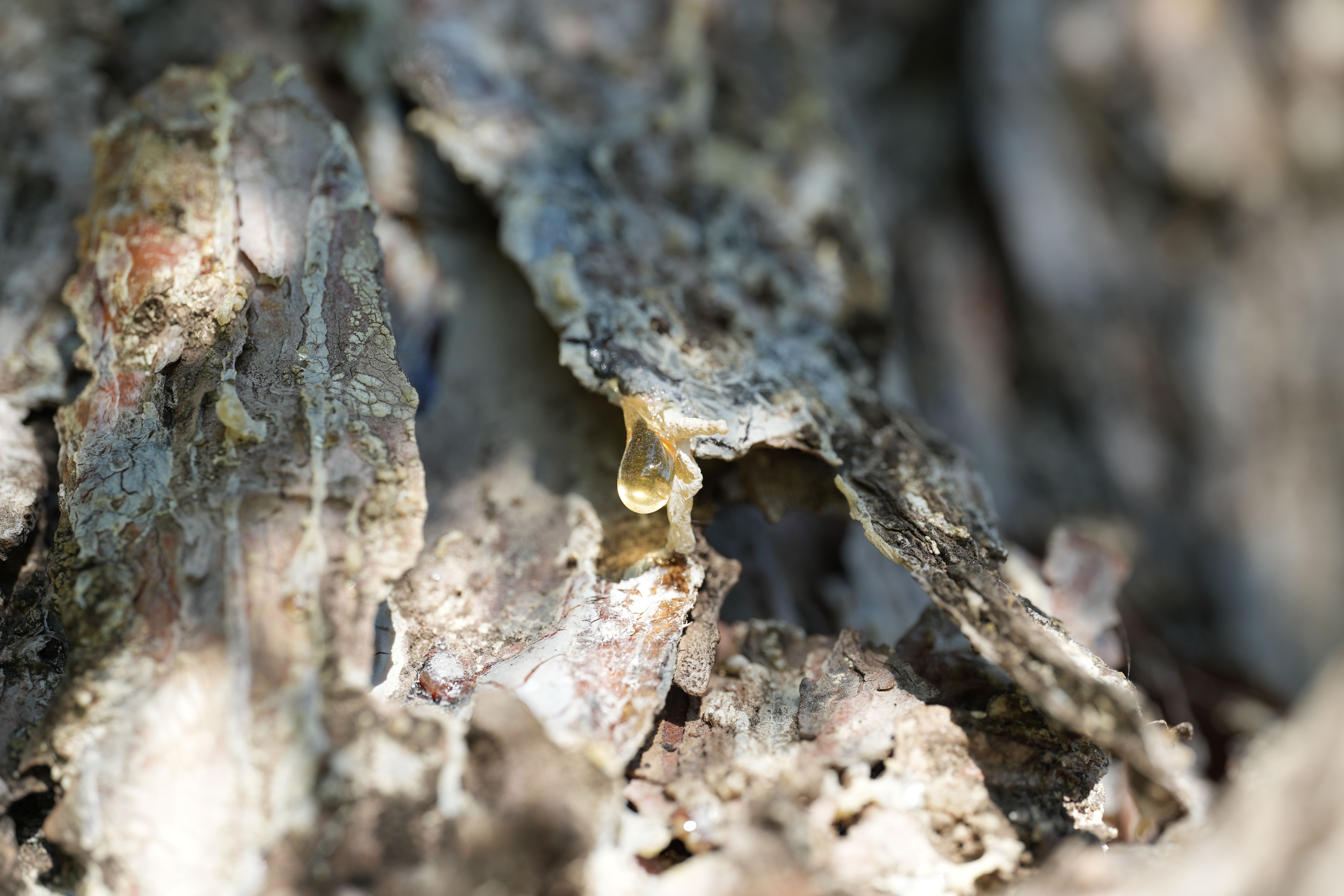 Corteza con savia — sellado natural