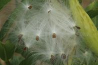 Macro shot of milkweed seeds with delicate filaments ready for dispersion, showcasing nature's intricate designs.