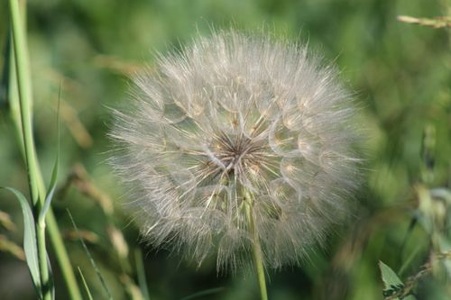 Free Detailed dandelion seed head close-up against a lush green grassy background in natural setting. Stock Photo