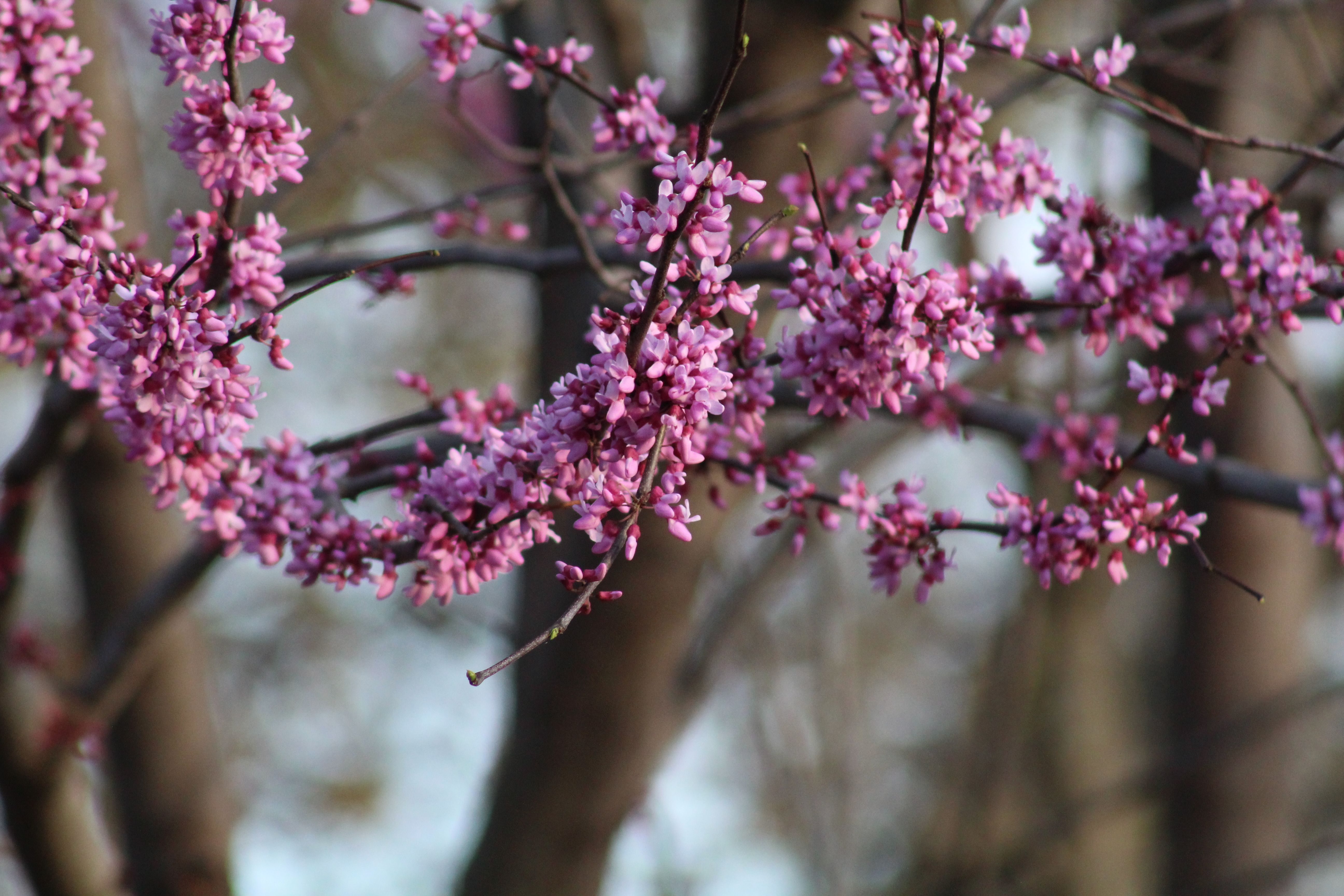 Redbuds blooming along a Robertson County country road in April