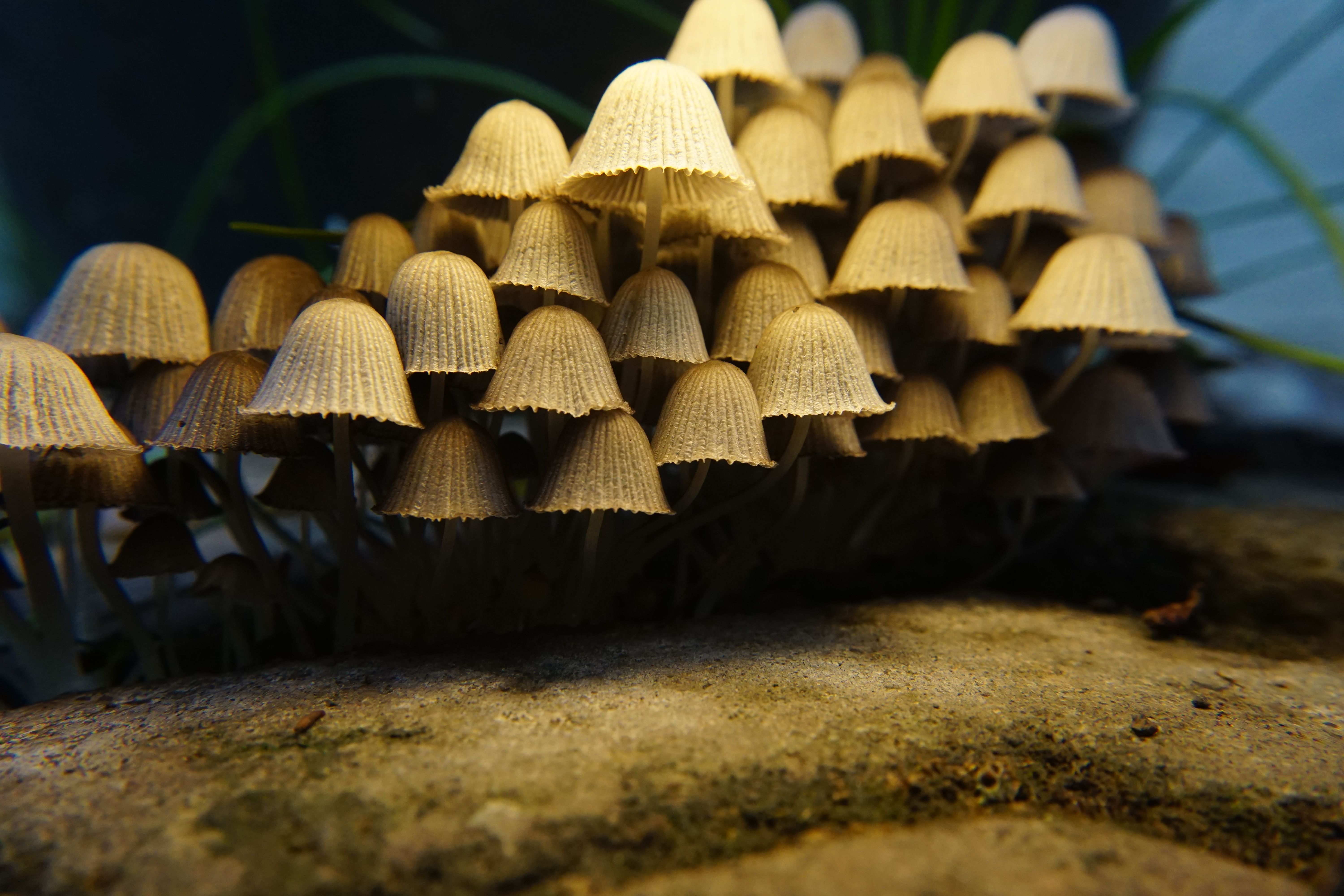 A close-up view of a cluster of delicate mushrooms growing on a rock in a natural setting.