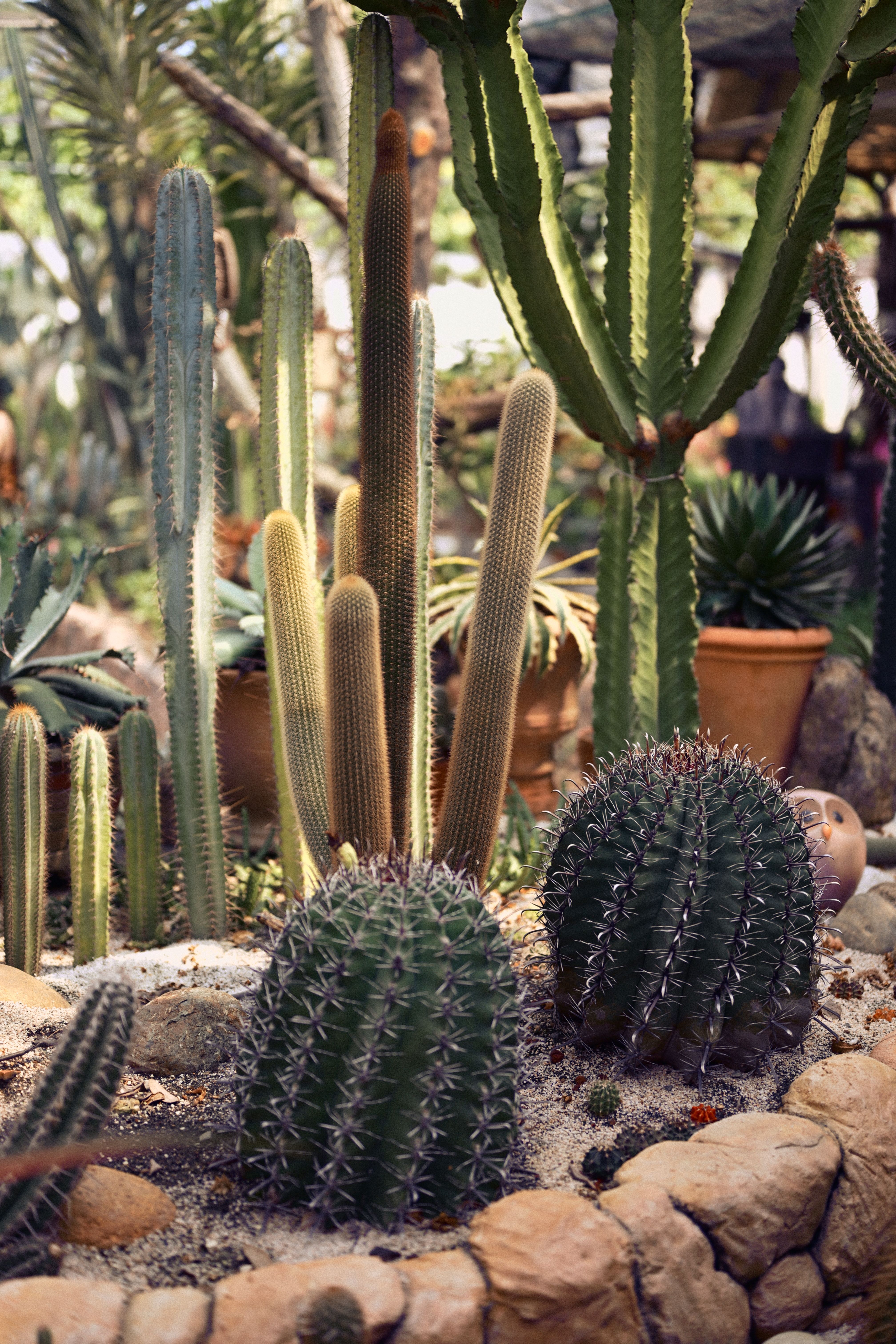 Thorny succulents growing in sunny weather  Free Stock Photo