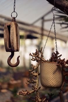 Cozy indoor scene with a hanging plant pot next to a vintage wooden hook, creating a rustic and warm ambiance.