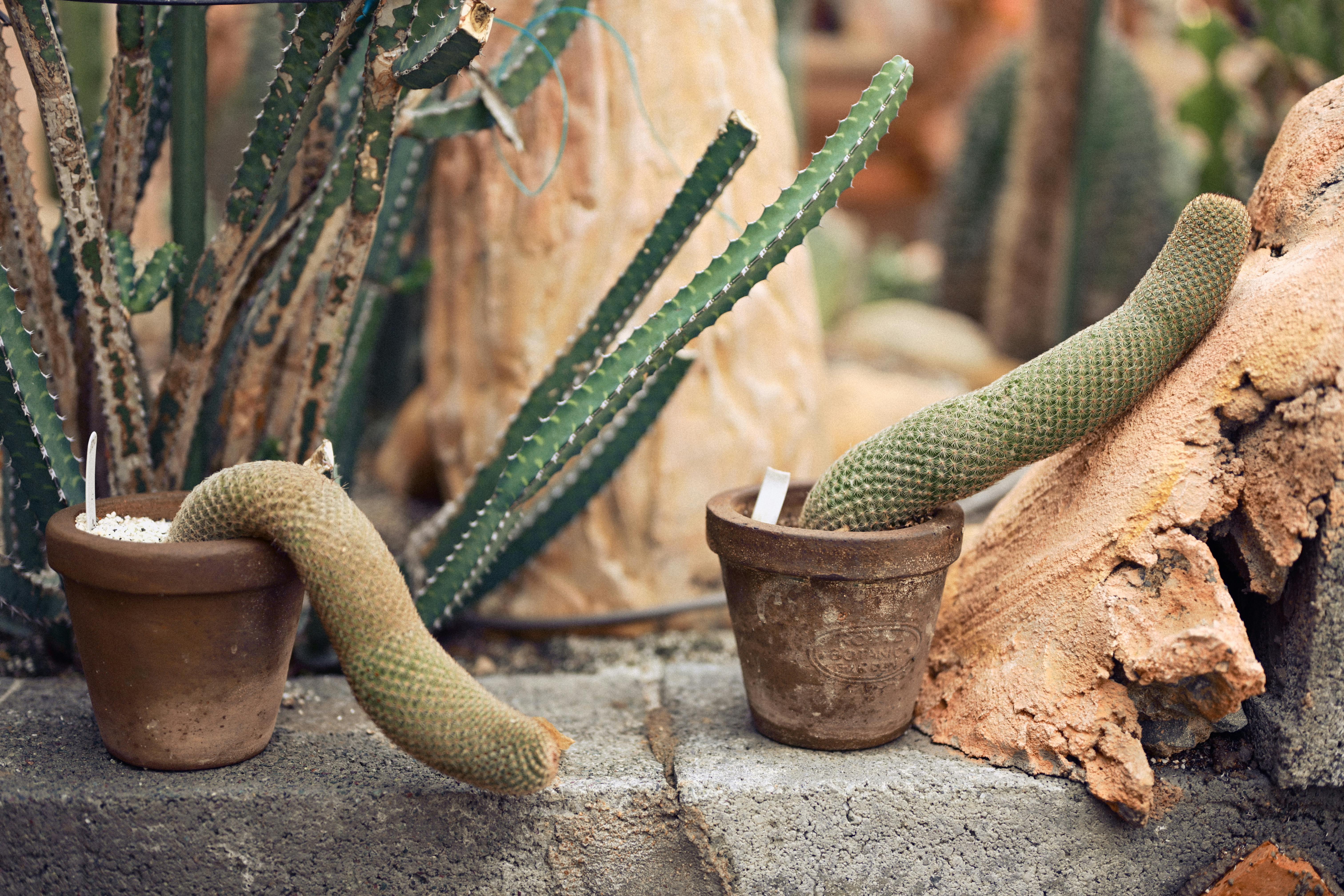 Deux cactus uniques en leur genre, cultivés dans des pots en terre cuite et appuyés contre une surface en pierre.