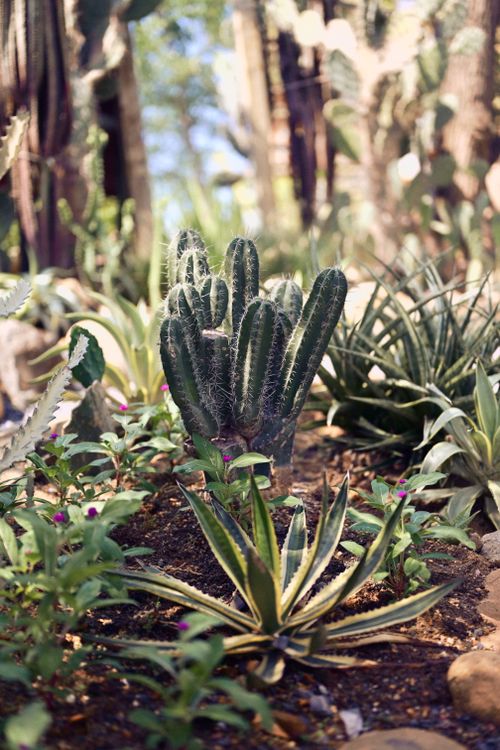 Free A lush array of cacti and succulents basking in the sunlight, capturing a desert garden's beauty. Stock Photo