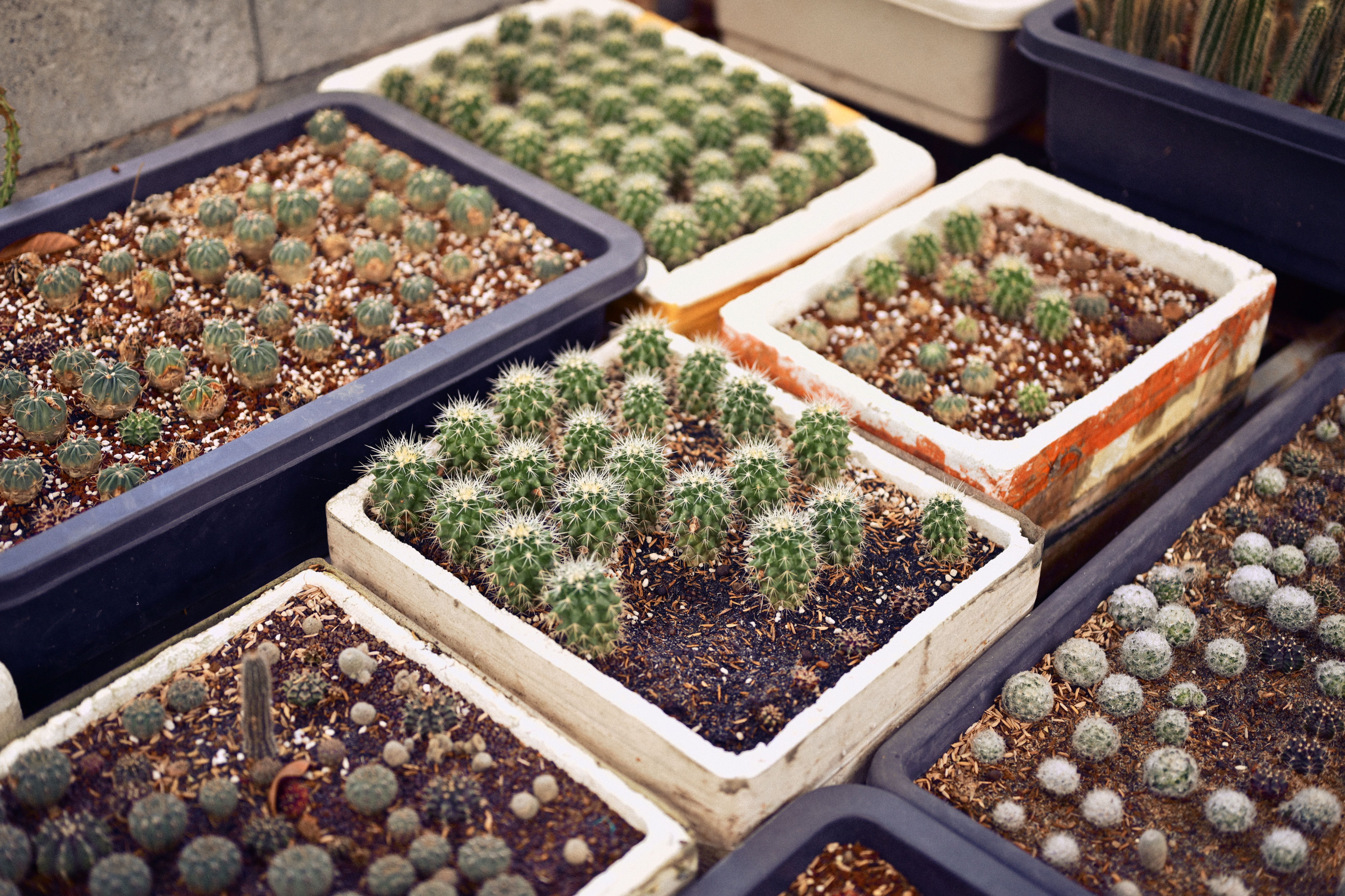 Collection de petits cactus dans différents pots, présentant des textures et des motifs variés, idéale pour l'inspiration en matière de décoration.