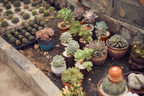 Free A diverse collection of succulents in various pots in an outdoor garden setting. Stock Photo